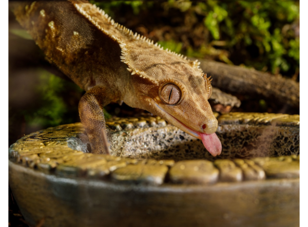 Кормушка-поилка Exo Terra Aztek для рептилий, 120мл