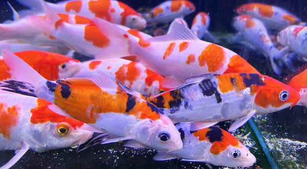 Карп кои шусуи (Cyprinus carpio Shusui) S