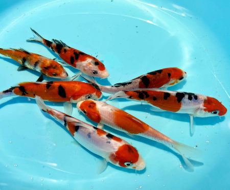 Карп кои шусуи (Cyprinus carpio Shusui) S