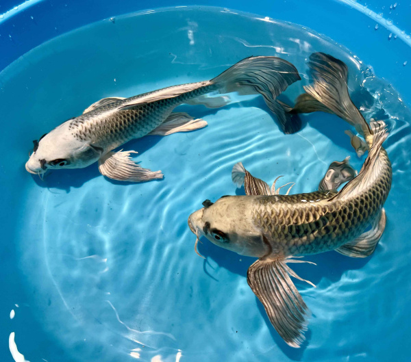 Карп кои вуалевый в ассортименте (Cyprinus carpio) ХL (от 35 см)