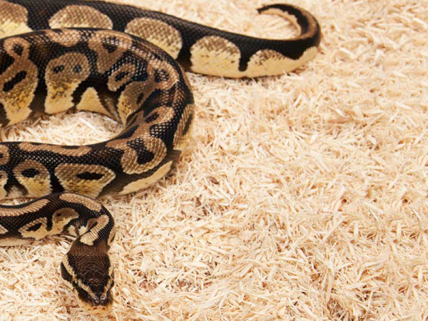 Exo-Terra_PT2768_PT2766_PT2767_Snake-clean