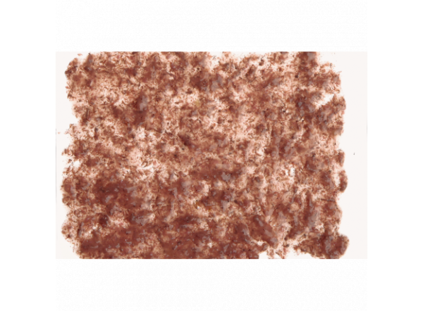 TetraFreshDelica Brine Shrimps (желе артемия)  48 гр.