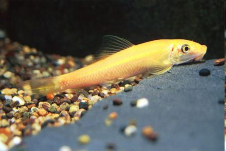 Гиринохейлус золотой (Gyrinocheilus aymonieri) L