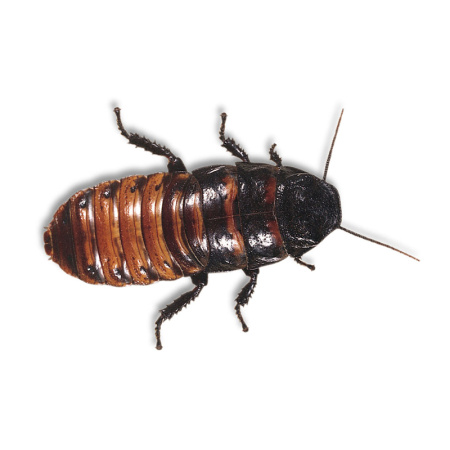 Tarakan_Madagaskarskiy_TR-44