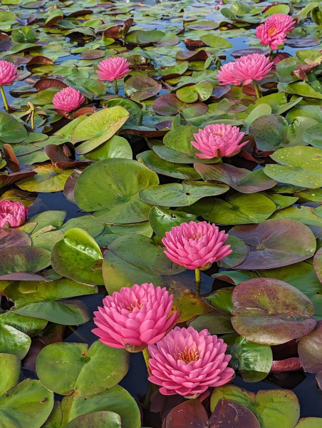 Водяная лилия (Нимфея)-Nymphaea Malikan, розовый цветок