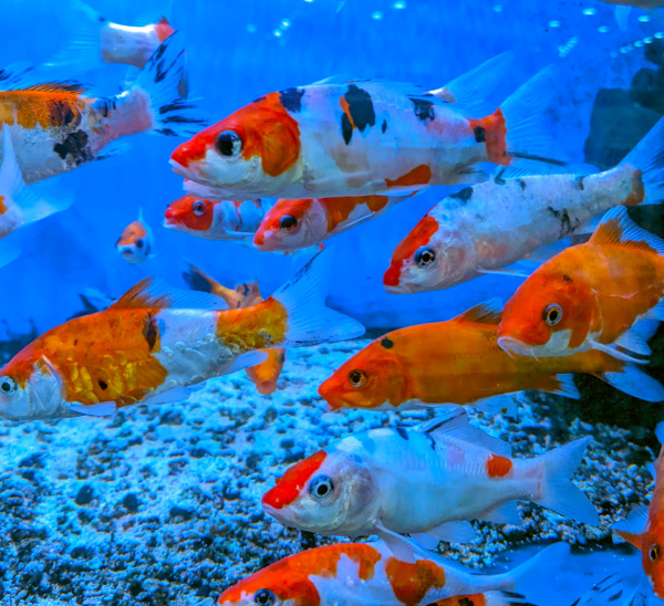 Карп кои, селекционный (Cyprinus carpio) SM (10-13 см)