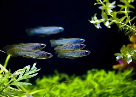 Голубоглазка Нормана (Poropanchax normani) 