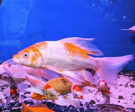 Карп кои вуалевый в ассортименте (Cyprinus carpio) M (13-18 см) 