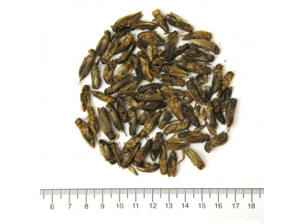 Корм Сверчок сушеный AQUAMENU 250мл/40г Корм Сверчок сушеный AQUAMENU 250мл/40г