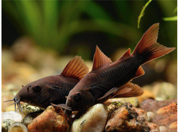 Запасная УФ-лампа UV-C Ersatzlampe 36W Clear Control 75, Giant Biofill XL  (126630)