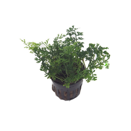 Bobitis-spp.-'baby-leaf'