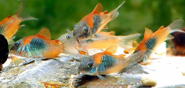 Сомик Коридорас венесуэла "Оранж" (Corydoras venezuelanus) 