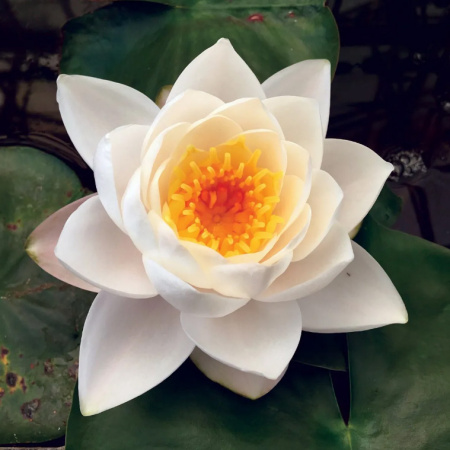 Водяная лилия (Нимфея)-Nymphaea Siam Jasmine, белый цветок