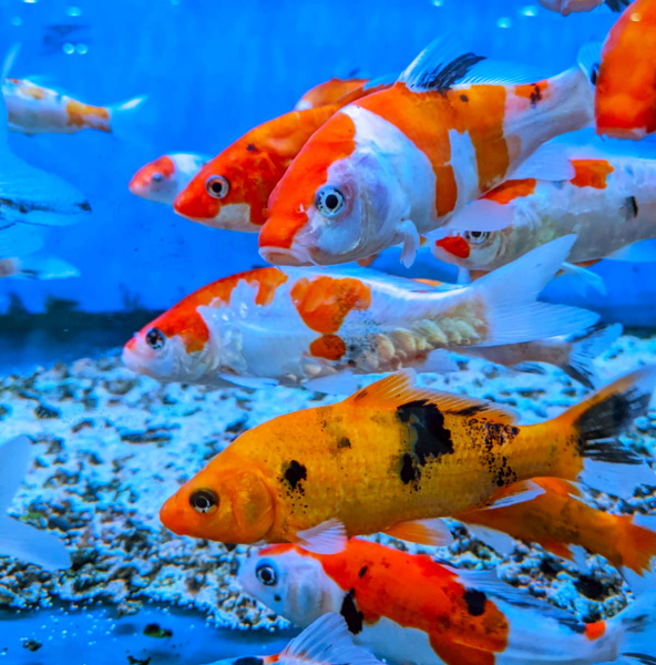 Карп кои, селекционный (Cyprinus carpio) SM (10-13 см)