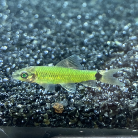 Водорослеед сетчатый "Бородоед" гло фиш (Crossocheilus reticulatus)