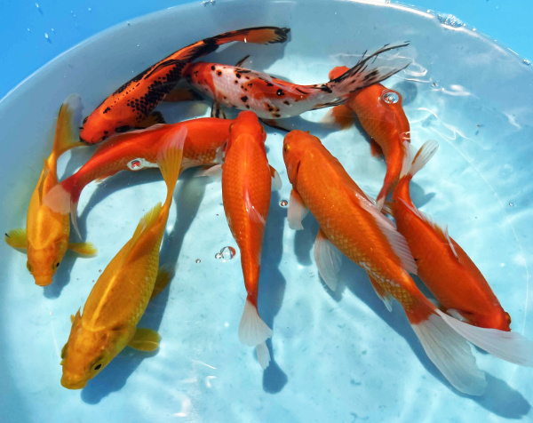 Карась красный, красно-белый, лимонный (Carassius auratus auratus) ML Карась красный, красно-белый, лимонный (Carassius auratus auratus) ML