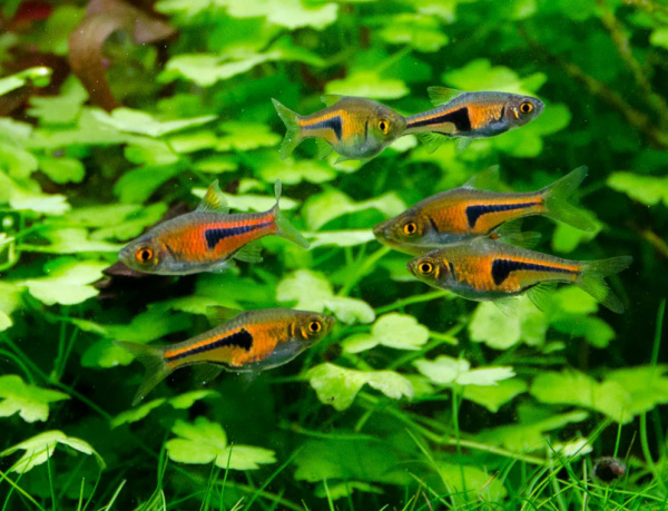 Расбора эспеи (Trigonostigma espei) S