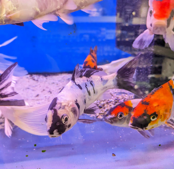 Карп кои, селекционный (Cyprinus carpio) ML (14-18 см)