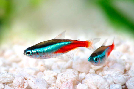 Неон голубой  (Paracheirodon innesi) M