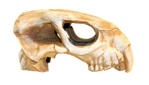 dekoratsiya_dlya_akvariuma_deksi_1001_dinosaurs_02