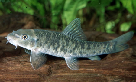 Гарра руфа "спа-фиш" (Garra rufa) M (3,5-4,5 см)