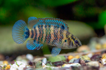 Бадис бадис (Dario dario)