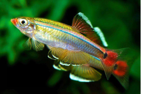 Кардинал (Tanichthys albonubes) M (2-2,7 см) Кардинал (Tanichthys albonubes) M (2-2,7 см)