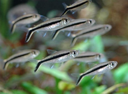 Тайерия пингвин (Thayeria boehlkei) M