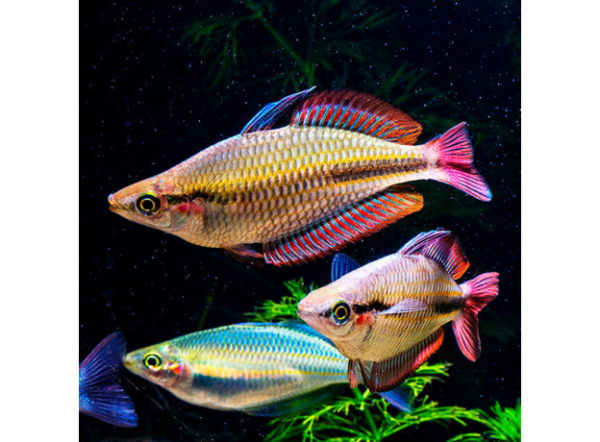 Уголь фильтрационный Velda Filterhle hoch Aktive Clear Control, Cross-flow Biofill, 5 кг