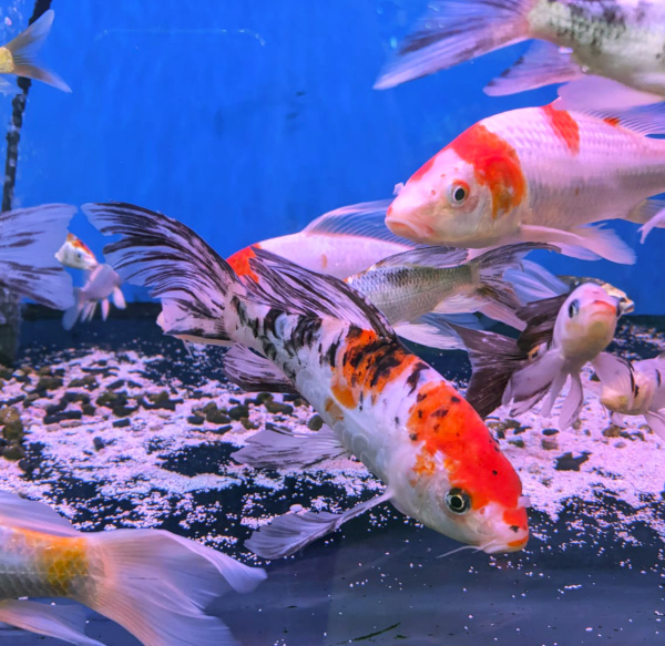 Карп кои вуалевый в ассортименте (Cyprinus carpio) M (13-18 см) 