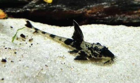 Сом лорикария Амапа (Loricaria simillima Amapa)