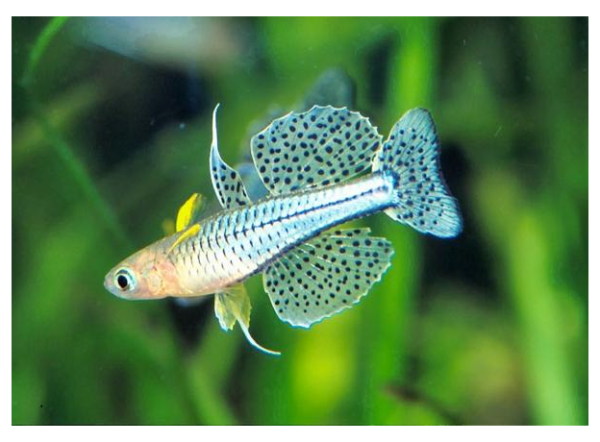 Напорный фильтр c УФ-излучением Velda Clear Control 75, 36 W UV-C  (126371)