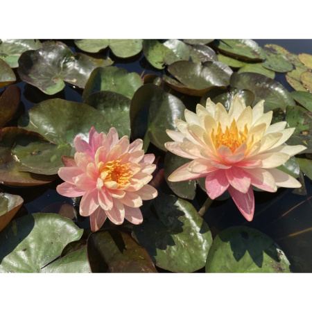 Водяная лилия (Нимфея)-Nymphaea Pan Mongkol, желто-розовый цветок