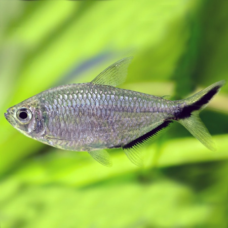 Тетра коста (Moenkhausia costae)