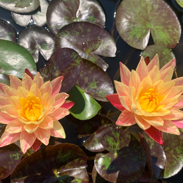 Водяная лилия (Нимфея)-Nymphaea Siam Fantasy желтый цветок с розовым крапом