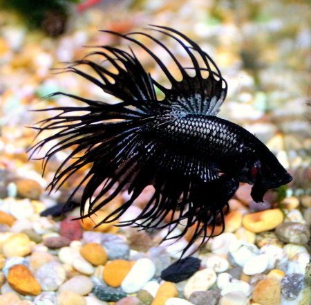 Петушок коронохвостый Черная орхидея (Betta splendens) самец ML