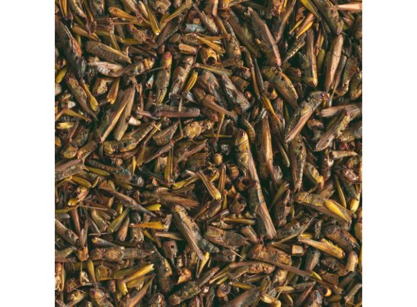 Лакомство для черепах TetraRepto Delica Grasshopers, кузнечики, 250мл Лакомство для черепах TetraRepto Delica Grasshopers, кузнечики, 250мл