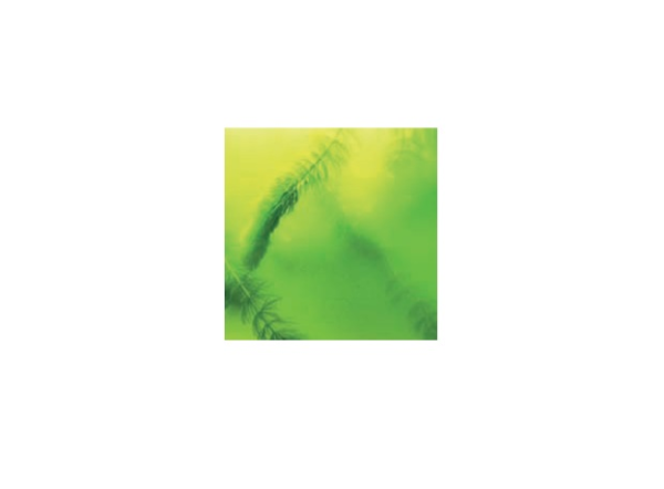 Препарат для борьбы с водорослями в пруду JBL AlgoPond Forte, 500 мл на 10000л