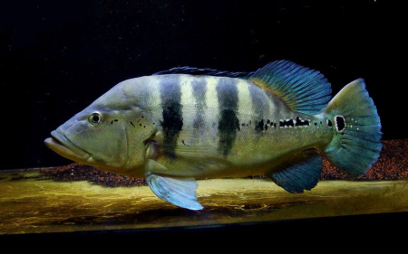 Цихла пикьюти (Cichla piquiti)