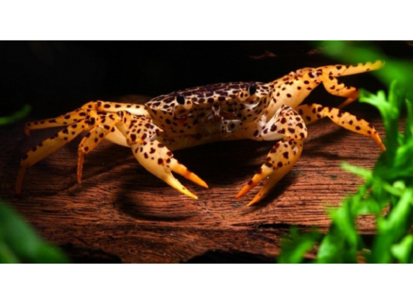 Краб пантера (Parathelphusa Pantherina)
