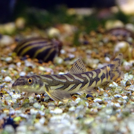 Вьюн "Зодиак" (Mesonoemacheilus triangularis) 