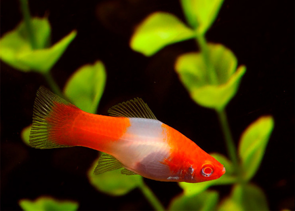 Меченосец "Кои" (Xiphophorus helleri) M