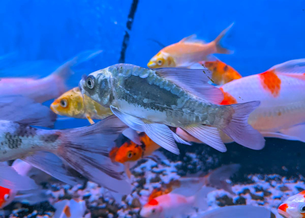 Карп кои вуалевый в ассортименте (Cyprinus carpio) S (7-10 см) 