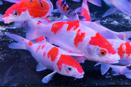 Карп кои кохаку (Cyprinus carpio Kohaku) ML