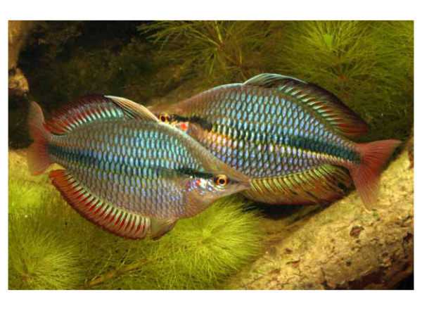 Уголь фильтрационный Velda Filterhle hoch Aktive Clear Control, Cross-flow Biofill, 5 кг