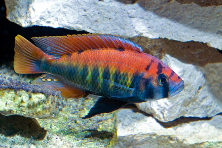 Хаплохромис Найерери (Haplochromis nyerereii) SМ