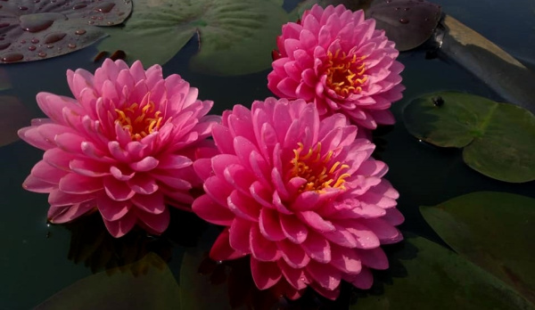 Водяная лилия (Нимфея)-Nymphaea Malikan, розовый цветок