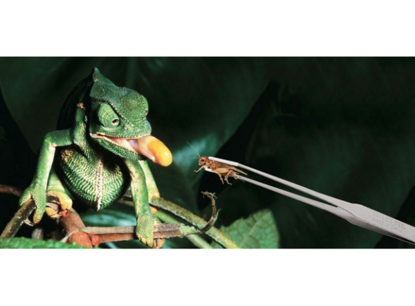 Пинцет EXO TERRA для кормления рептилий