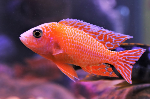 Аулонокара земляничная (Aulonocara sp.) SM (4-5,5 см)