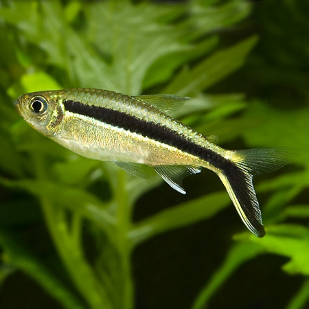 Тайерия пингвин (Thayeria boehlkei) M